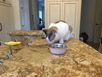 10 Joor Exodus Basel-Toronto